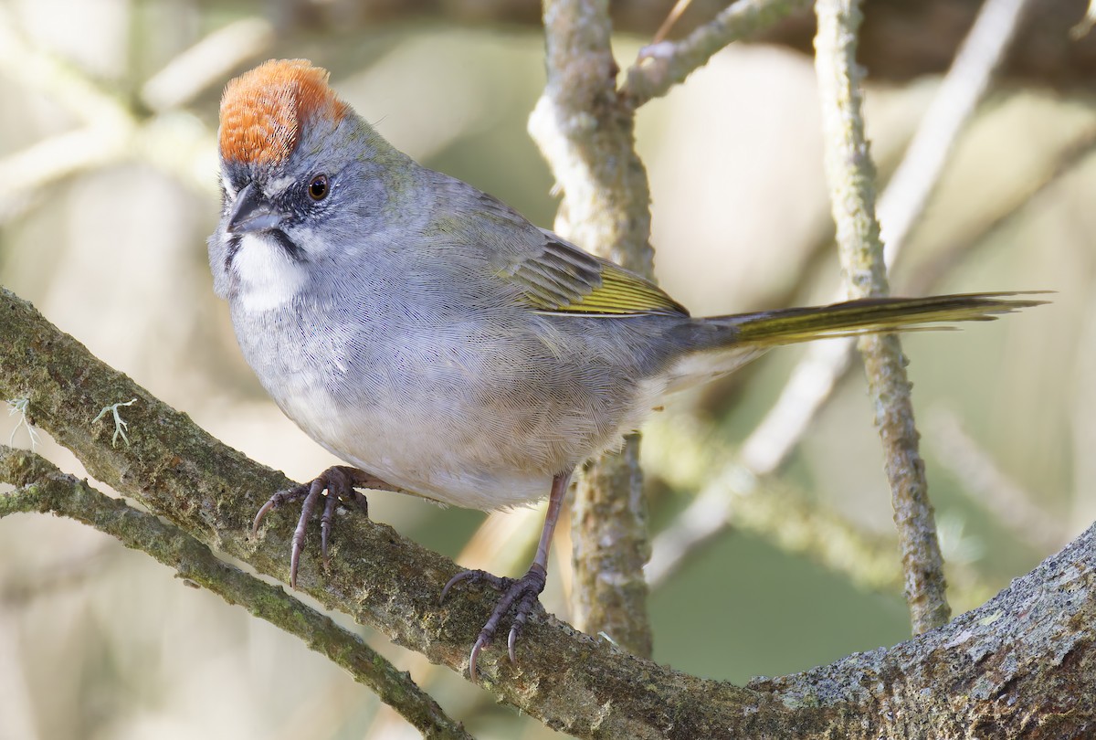 Green-tailed Towhee - ML654912069