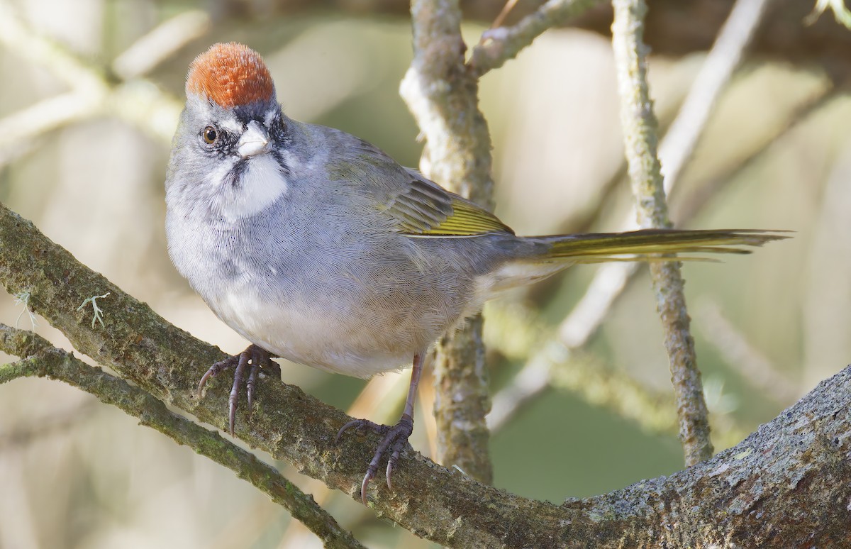 Green-tailed Towhee - ML654912070