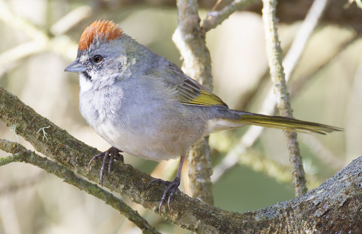 Green-tailed Towhee - ML654912082