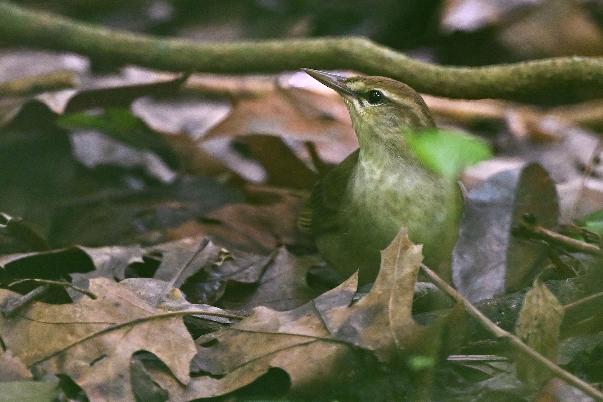 eBird Checklist - 13 Apr 2026 - Edith L. Moore Nature Sanctuary (UTC ...