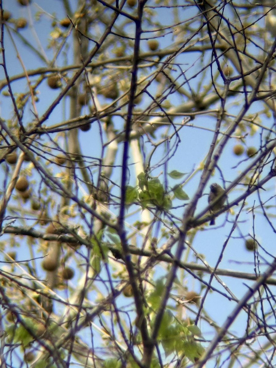 vireo sp. - ML654912264