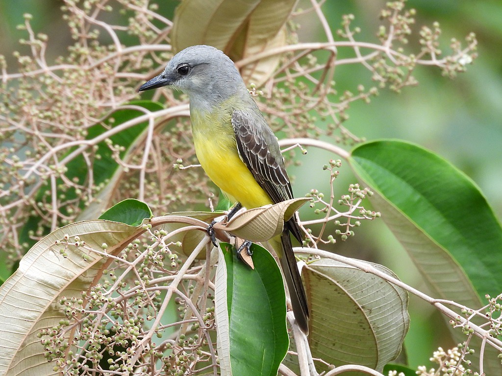 Tropical Kingbird - ML654914221