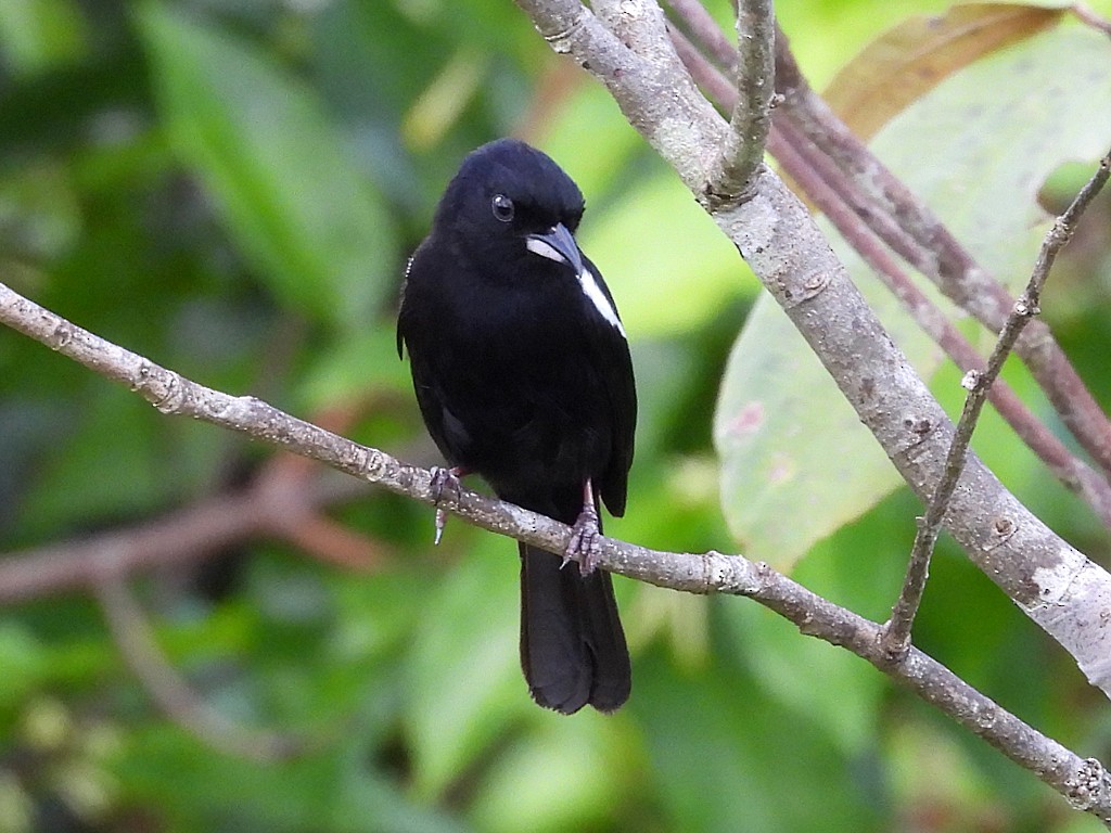 White-shouldered Tanager - ML654914233