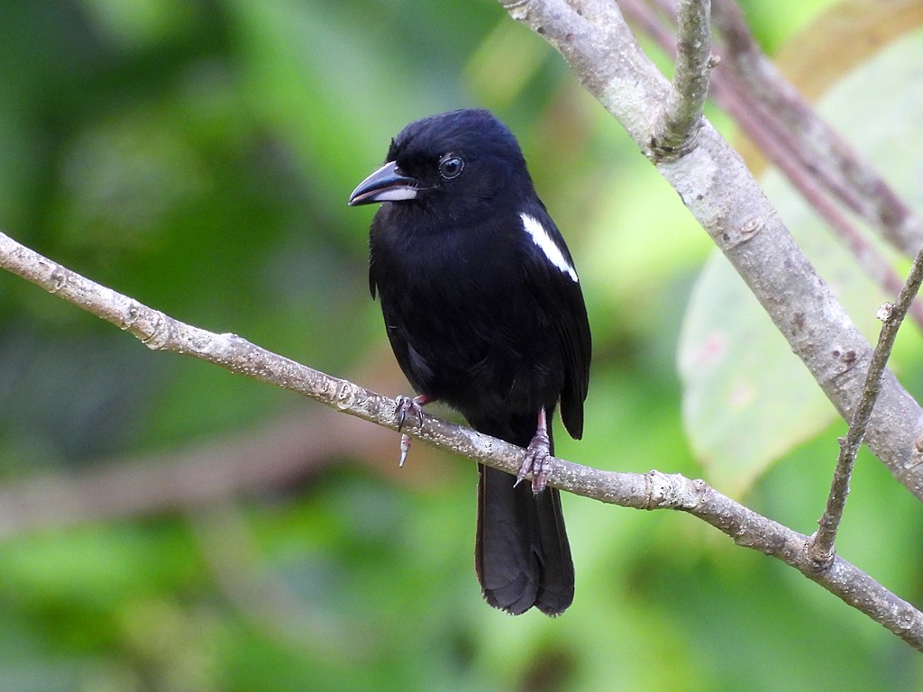 White-shouldered Tanager - ML654914234