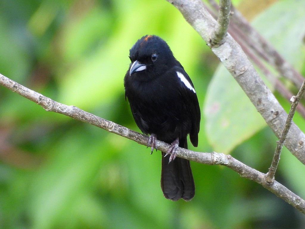 White-shouldered Tanager - ML654914235