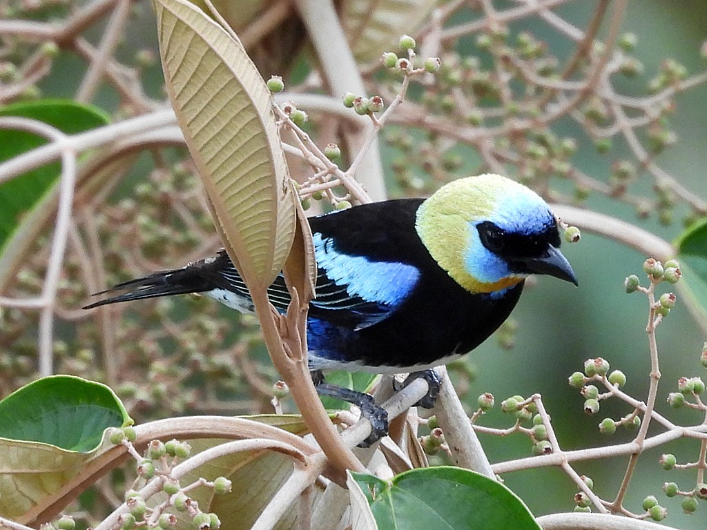 Golden-hooded Tanager - ML654914251