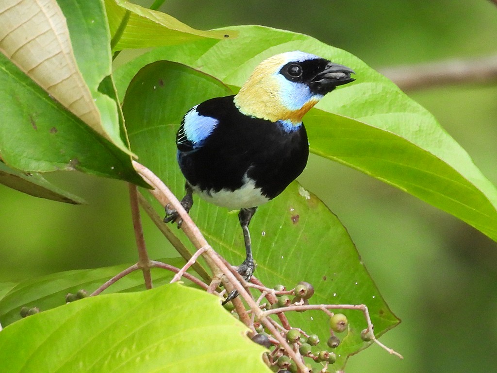 Golden-hooded Tanager - ML654914252