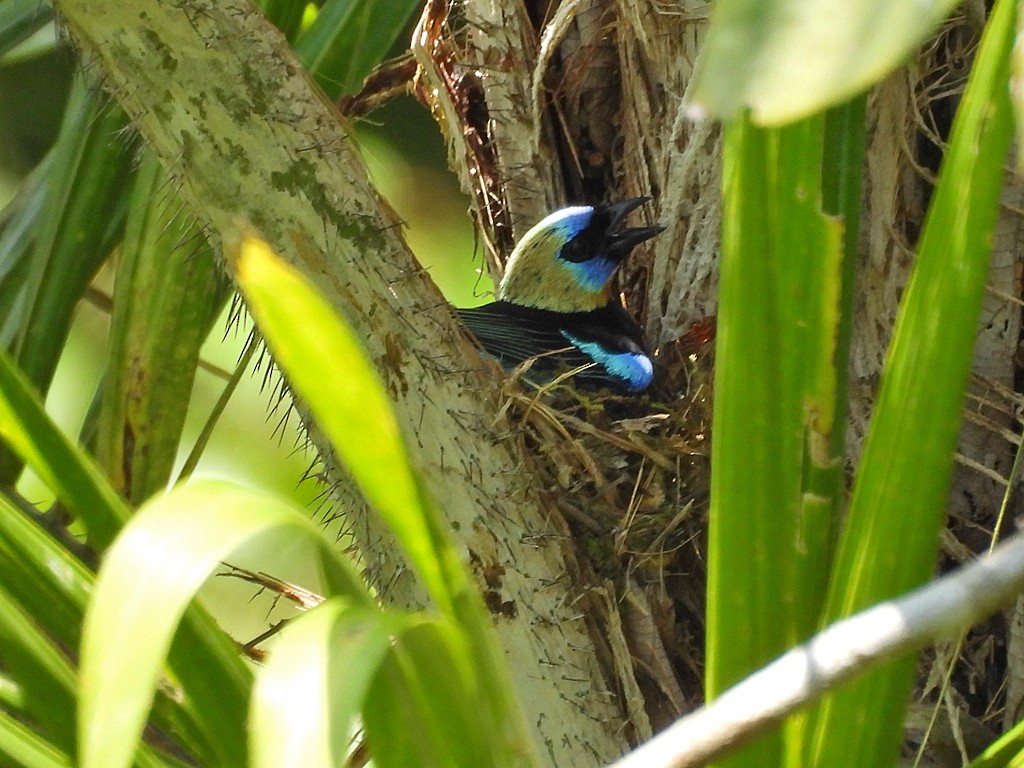 Golden-hooded Tanager - ML654914253