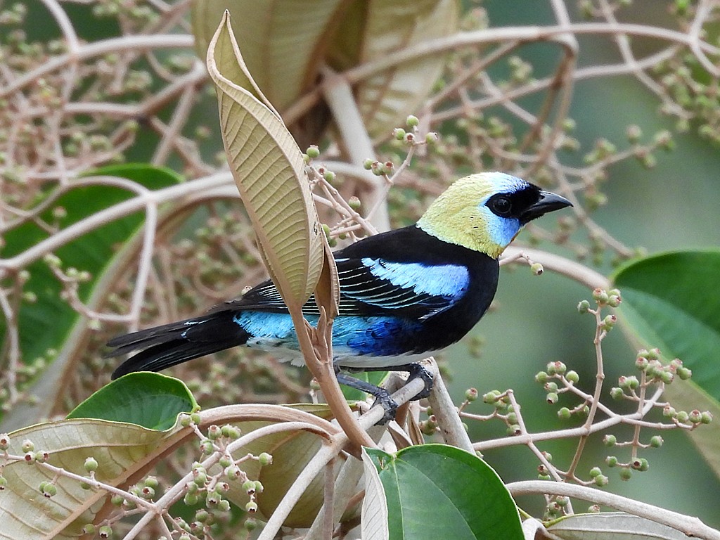 Golden-hooded Tanager - ML654914254
