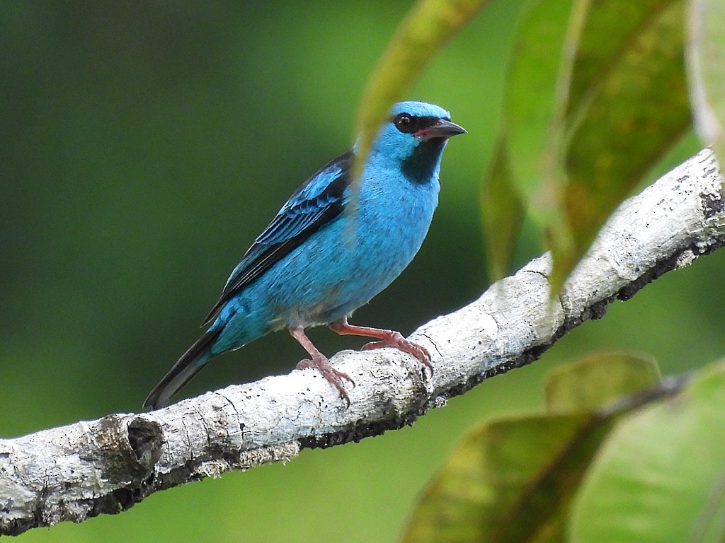 Blue Dacnis - ML654914260
