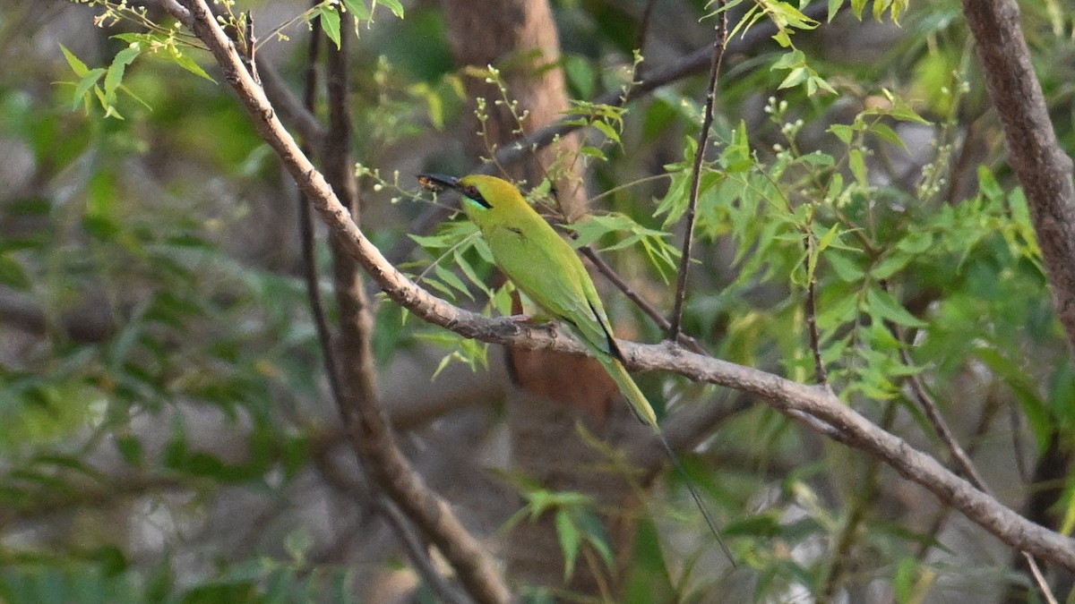 African Green Bee-eater - ML654915709