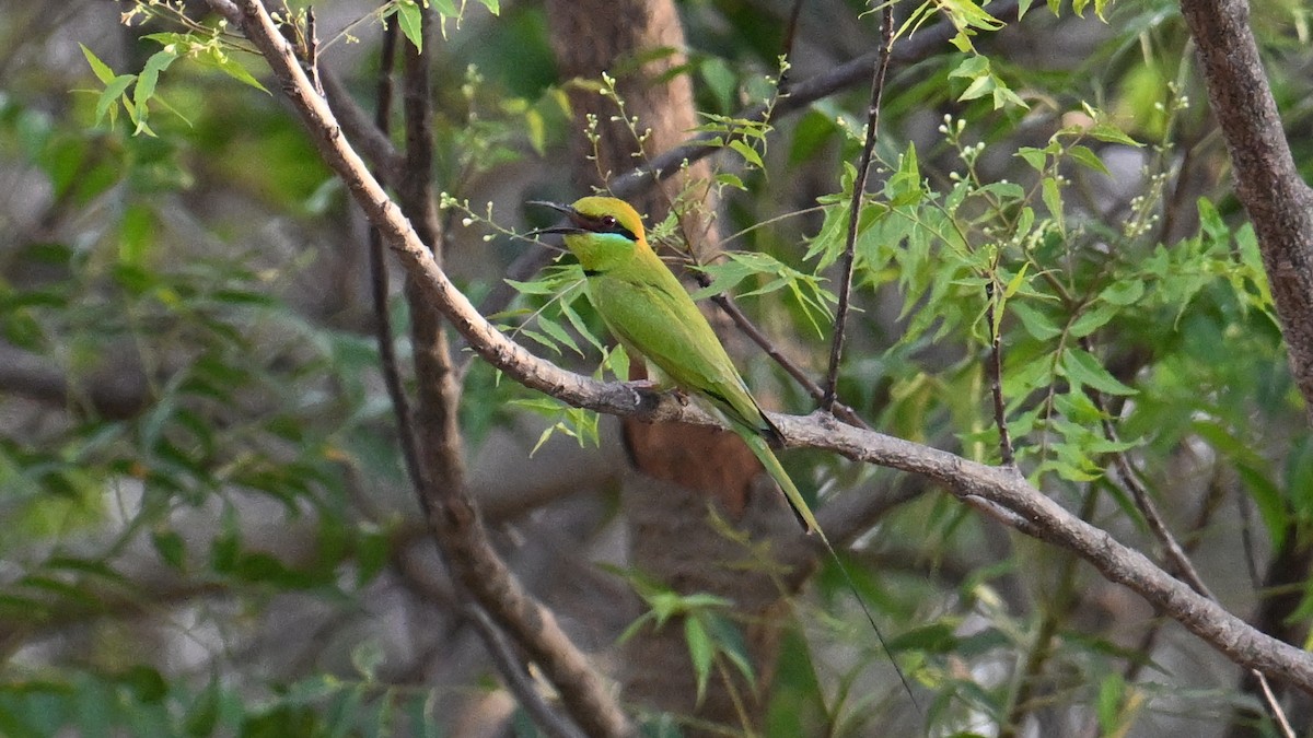 African Green Bee-eater - ML654915714