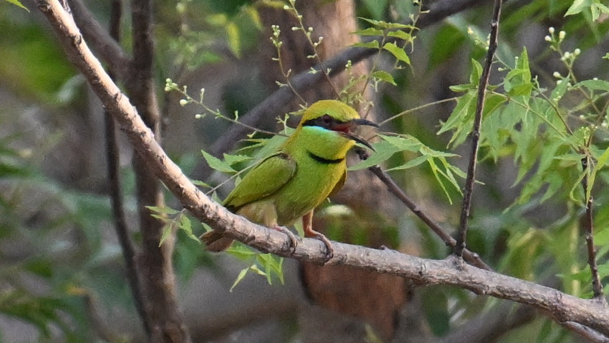 African Green Bee-eater - ML654915939