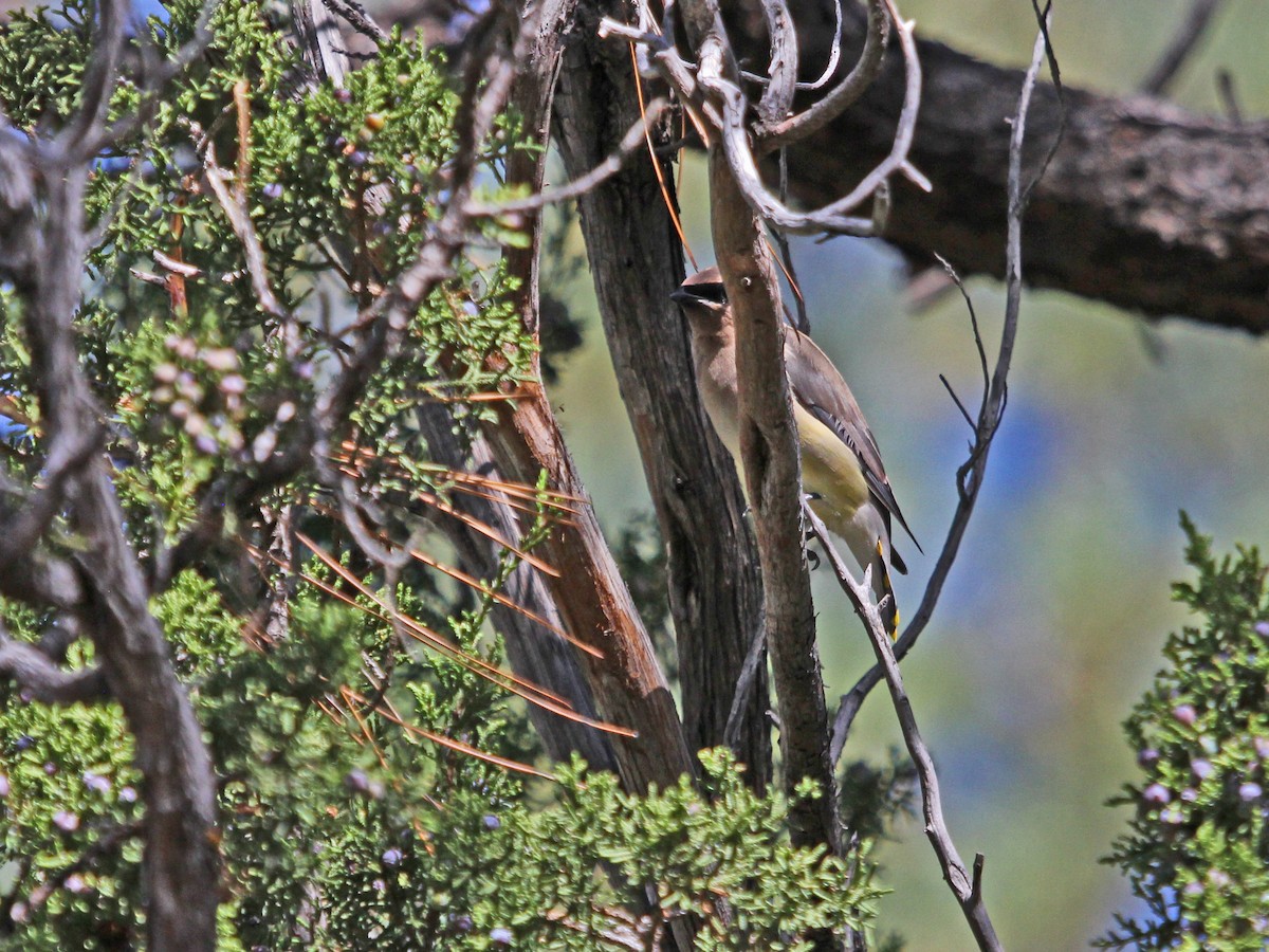 Cedar Waxwing - ML65491601