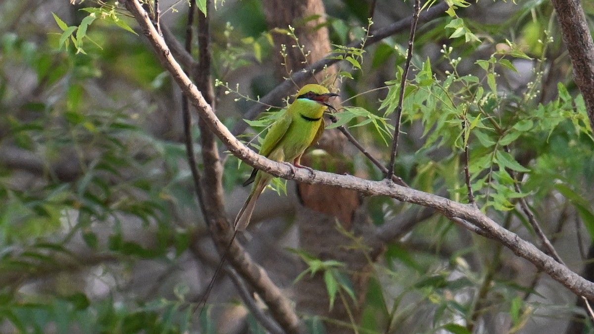 African Green Bee-eater - ML654916047
