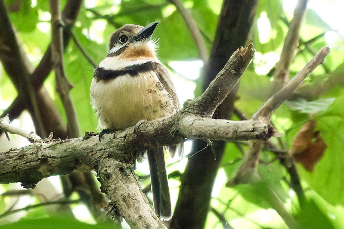 Pas Gerdanlı Pufkuşu - ML654916117