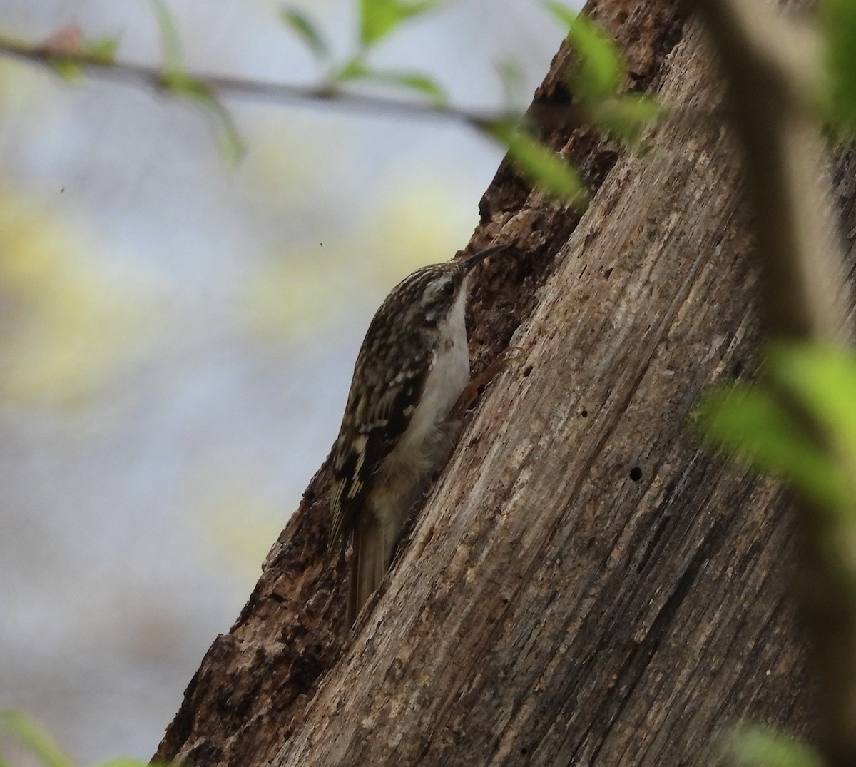 Agateador Americano - ML654916140