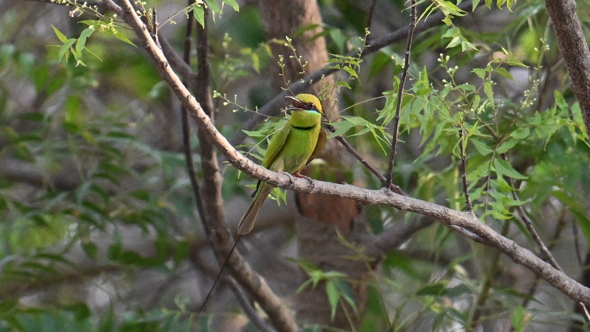 African Green Bee-eater - ML654916145