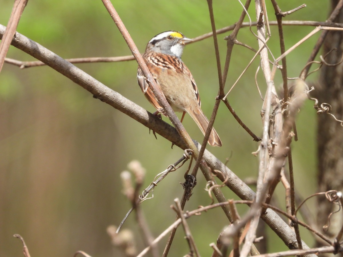Chingolo Gorjiblanco - ML654916147