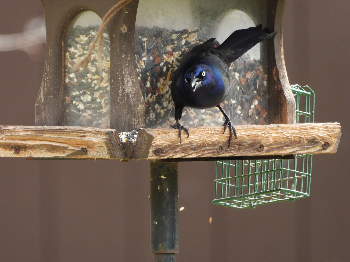 Zanate Común - ML654916161