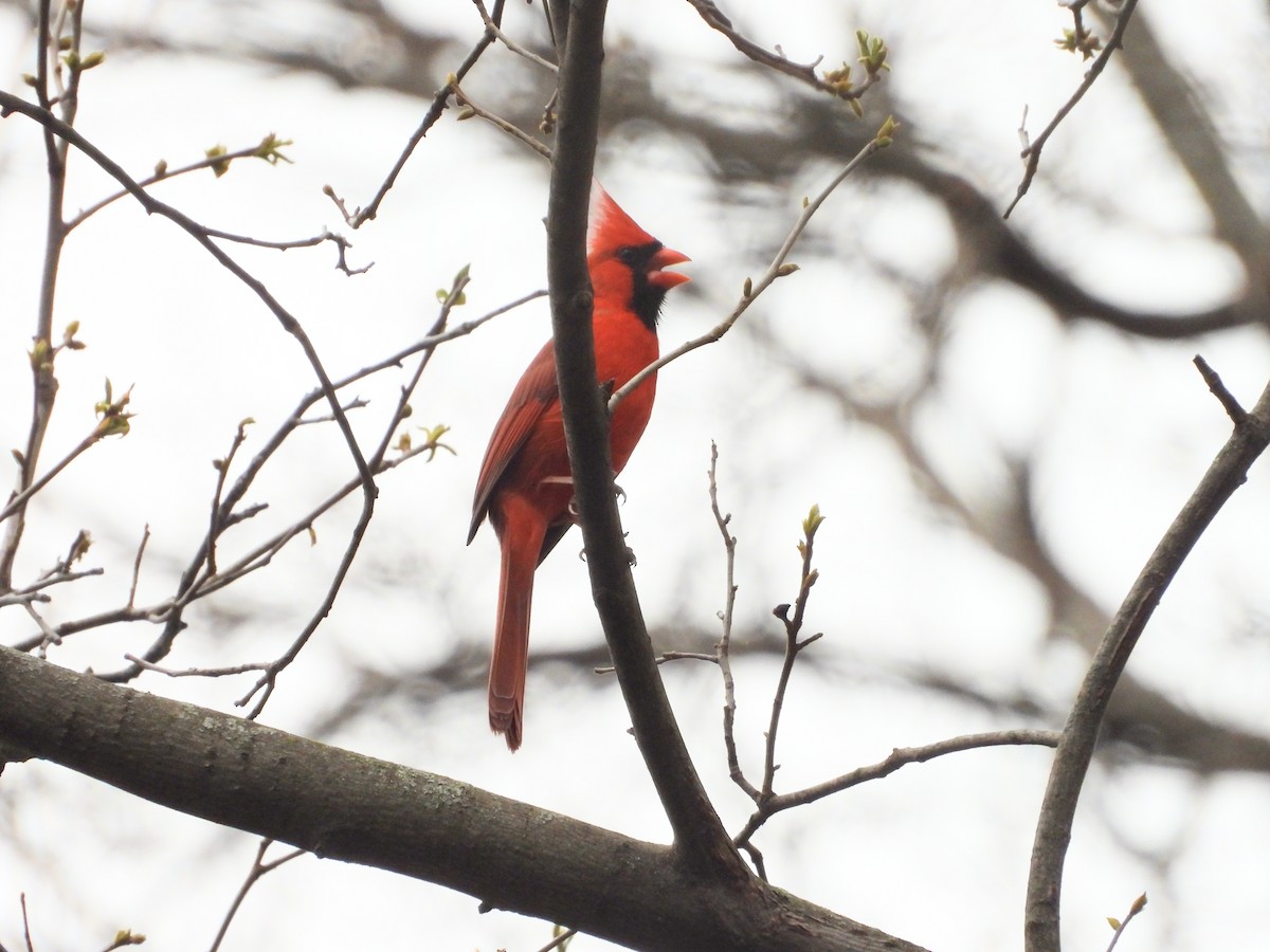 Cardenal Norteño - ML654916191