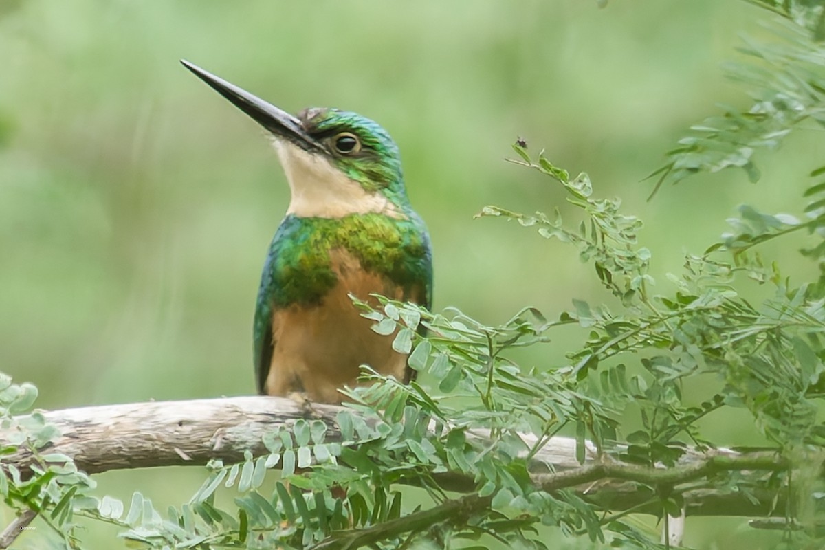 Kızıl Kuyruklu Jakamar - ML654916196