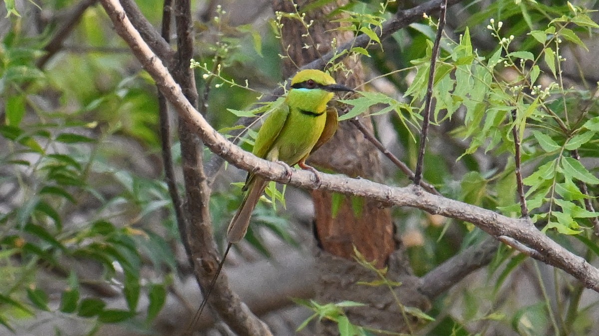 African Green Bee-eater - ML654916297
