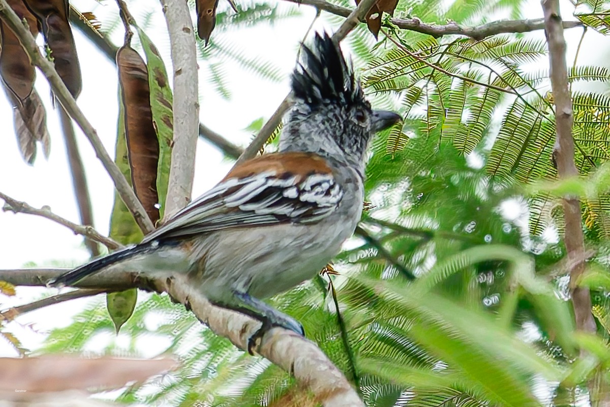 Kara Tepeli Karıncaavcısı - ML654916408