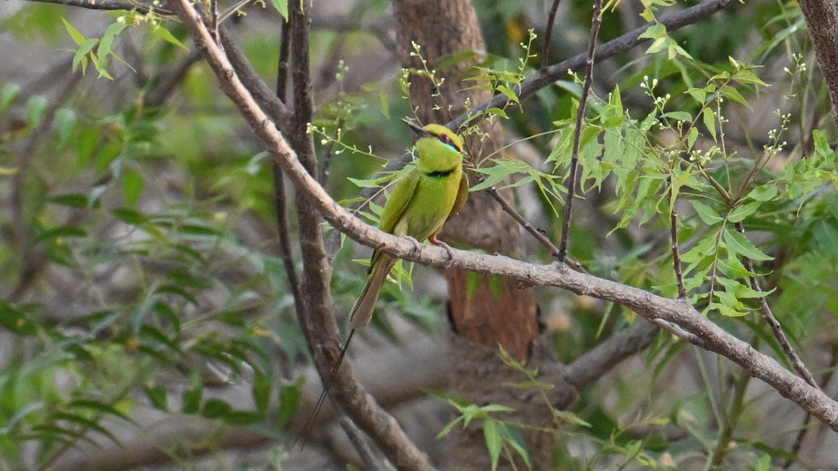 African Green Bee-eater - ML654916421