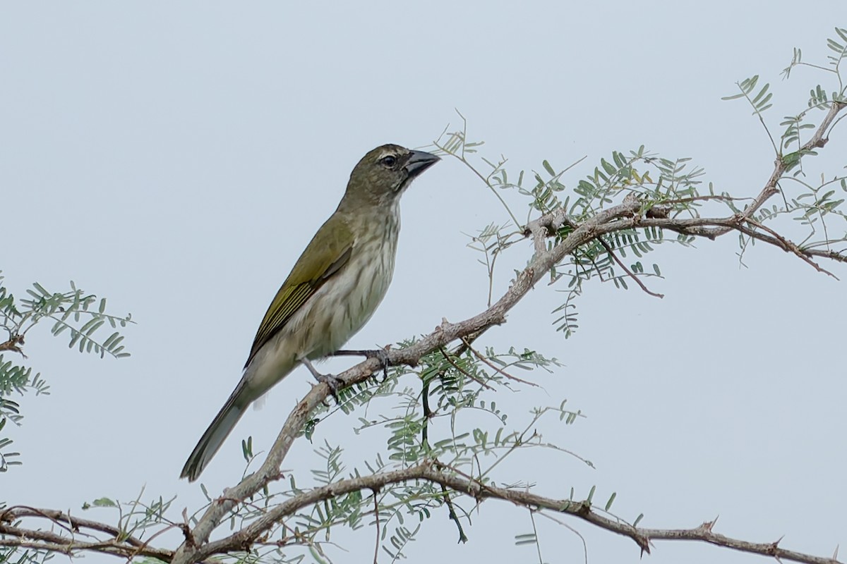 Çizgili Saltator - ML654916684