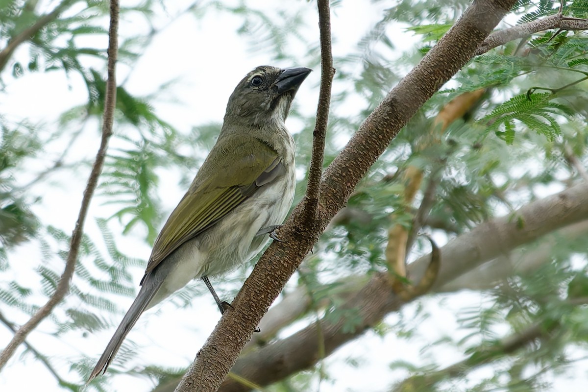 Çizgili Saltator - ML654916767