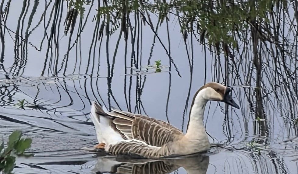 Ánsar Cisnal - ML654916777