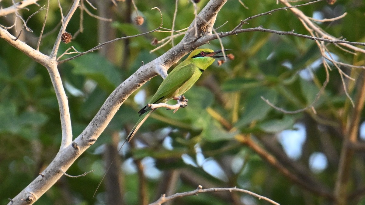 African Green Bee-eater - ML654916863
