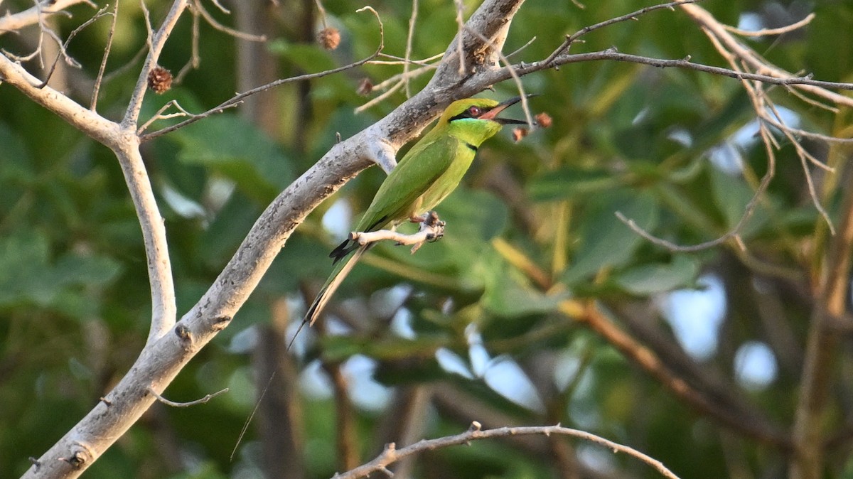 African Green Bee-eater - ML654916865