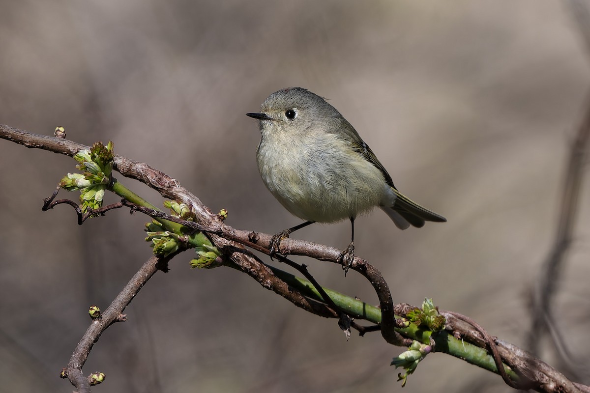 Ruby-crowned Kinglet - ML654917235