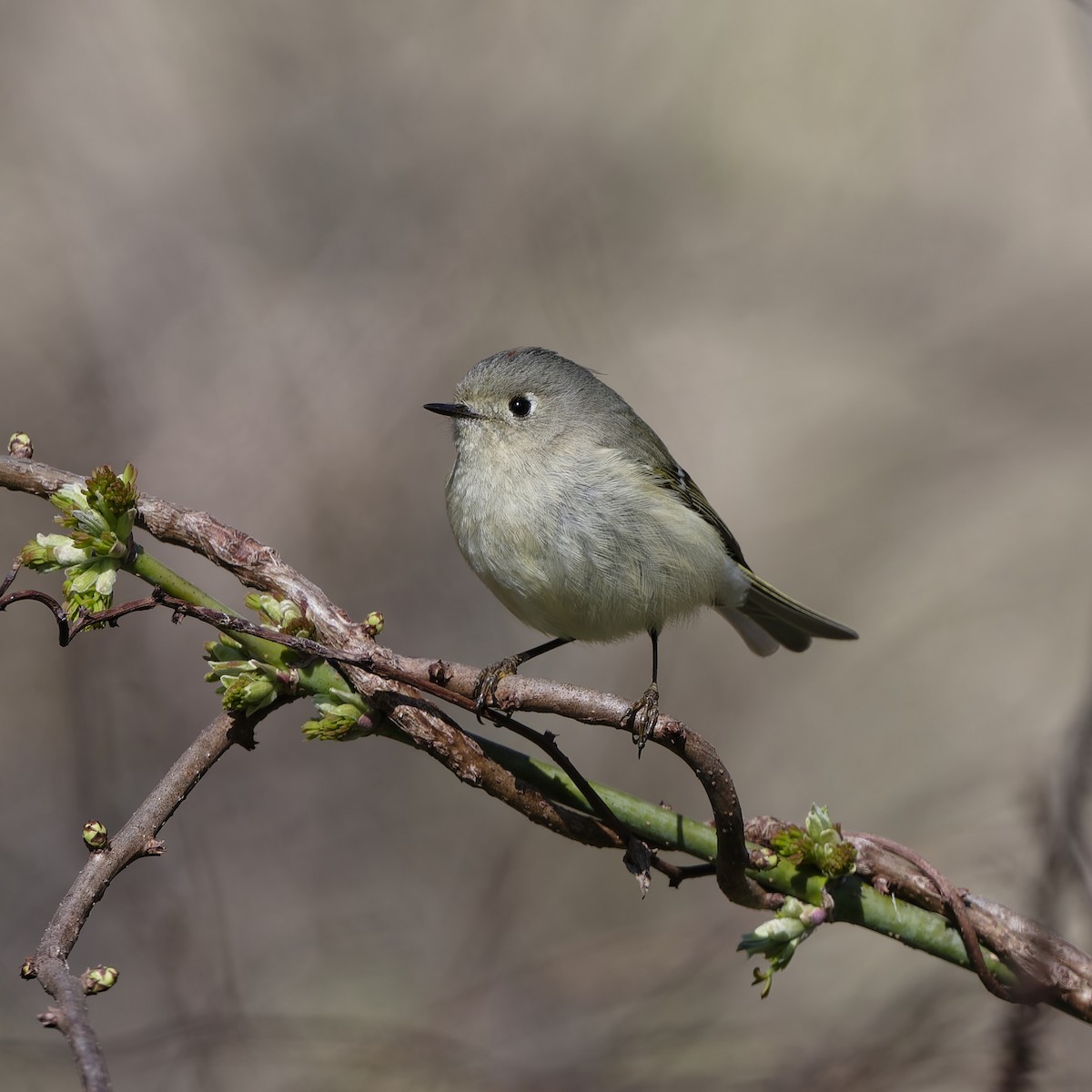 Ruby-crowned Kinglet - ML654917236