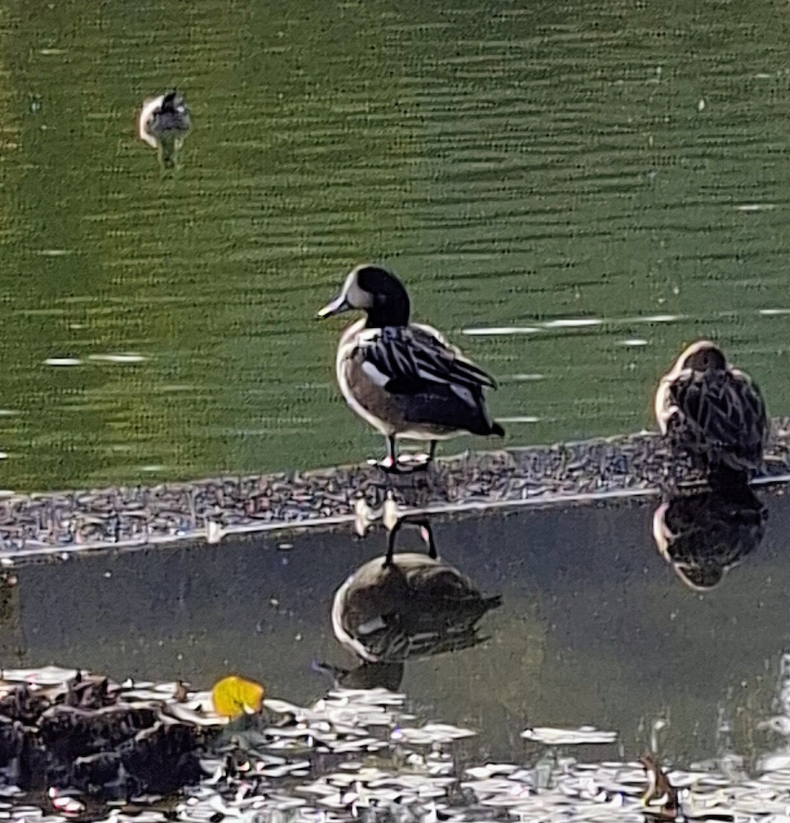 eBird Checklist - 13 Apr 2026 - Parque Bicentenario de Vitacura (no ...