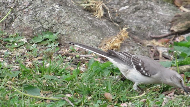 Northern Mockingbird - ML654917428