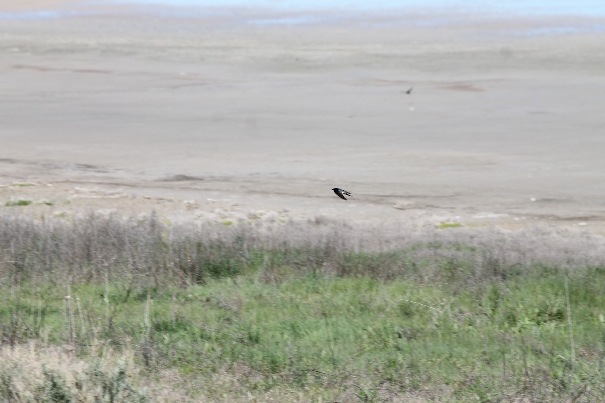 Tree Swallow - ML654918189