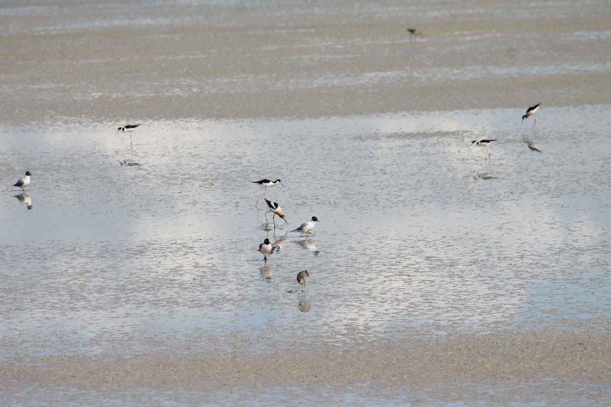 Bonaparte's Gull - ML654918354