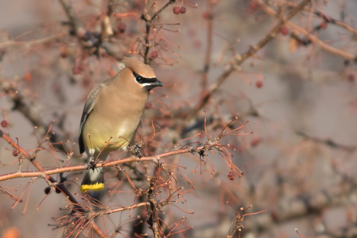 Ampelis Americano - ML654918382