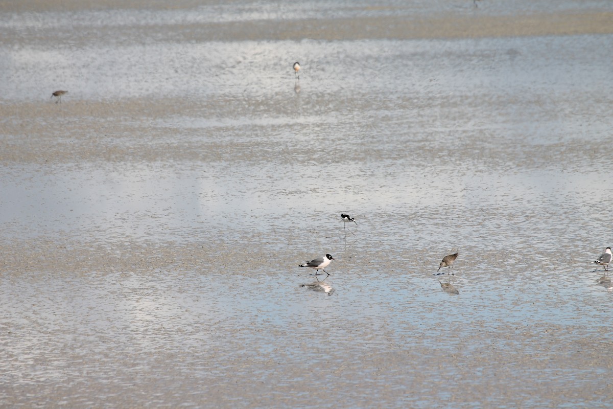 Franklin's Gull - ML654918429