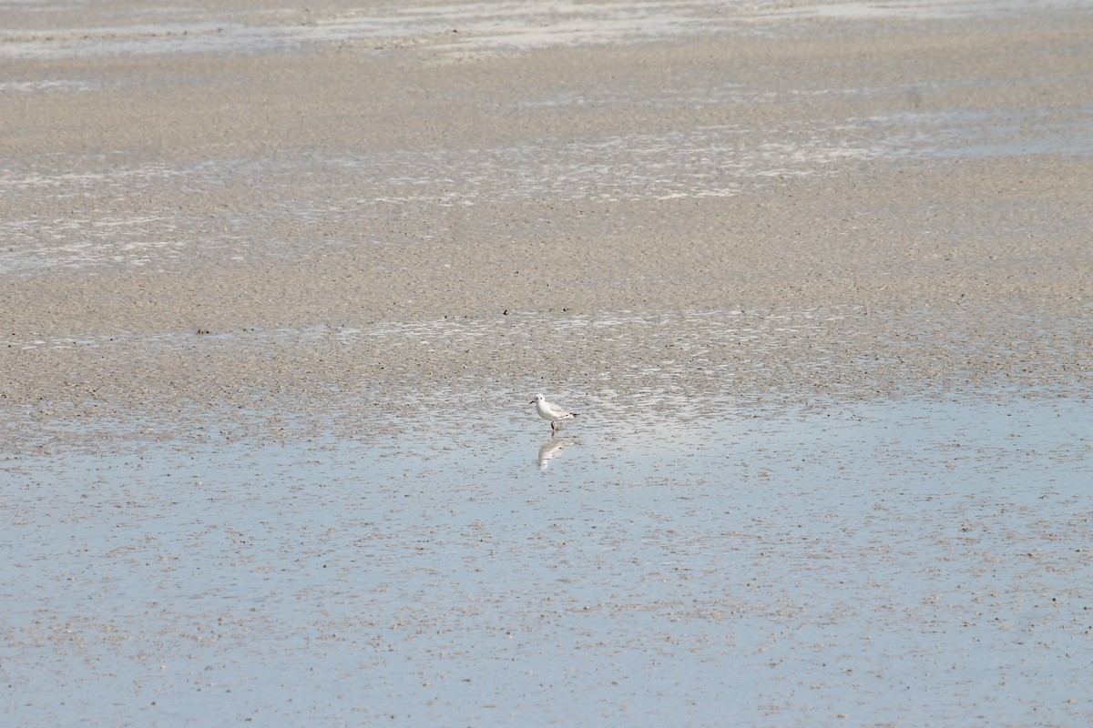 Bonaparte's Gull - ML654918502