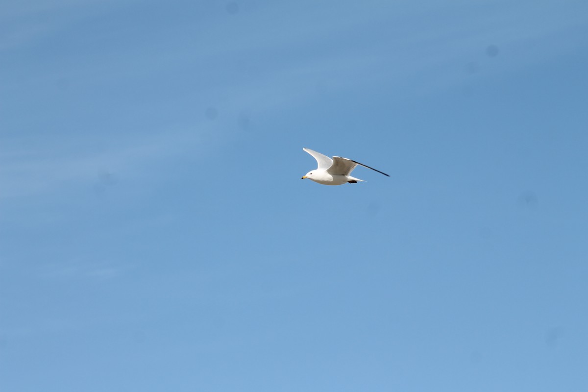Ring-billed Gull - ML654918595