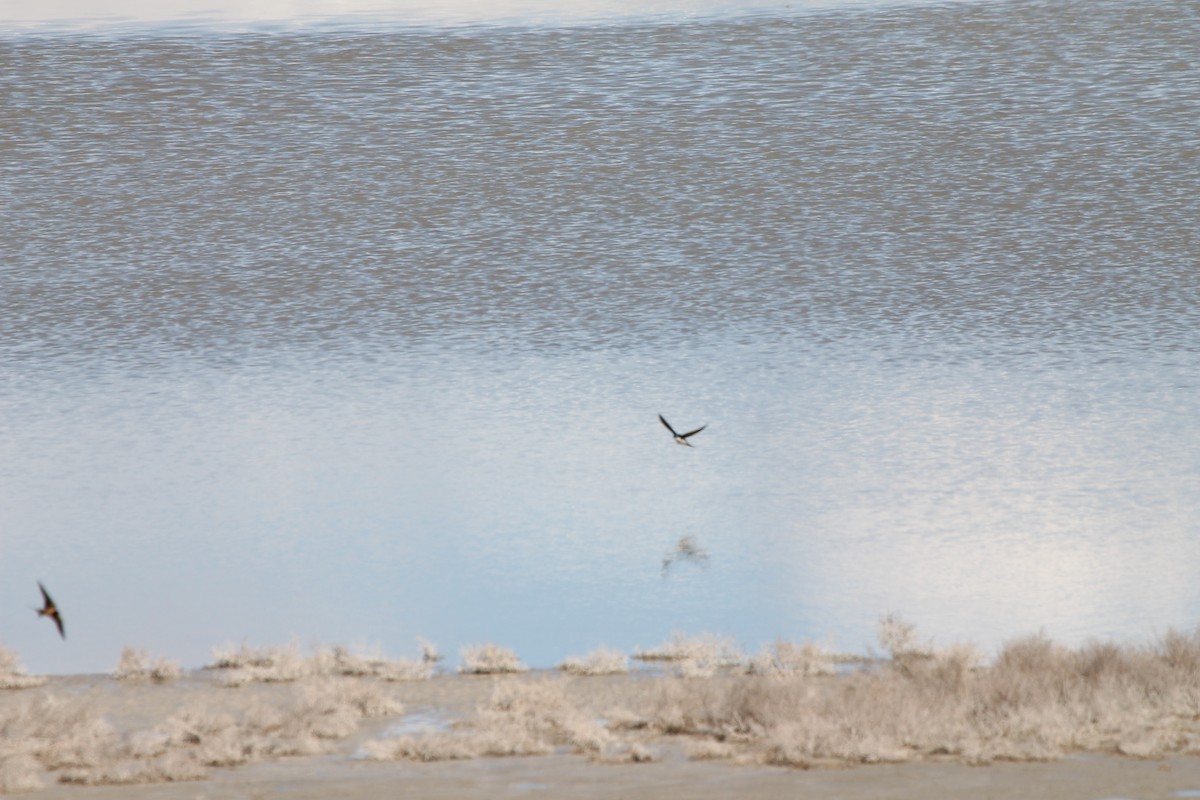 Tree Swallow - ML654918685
