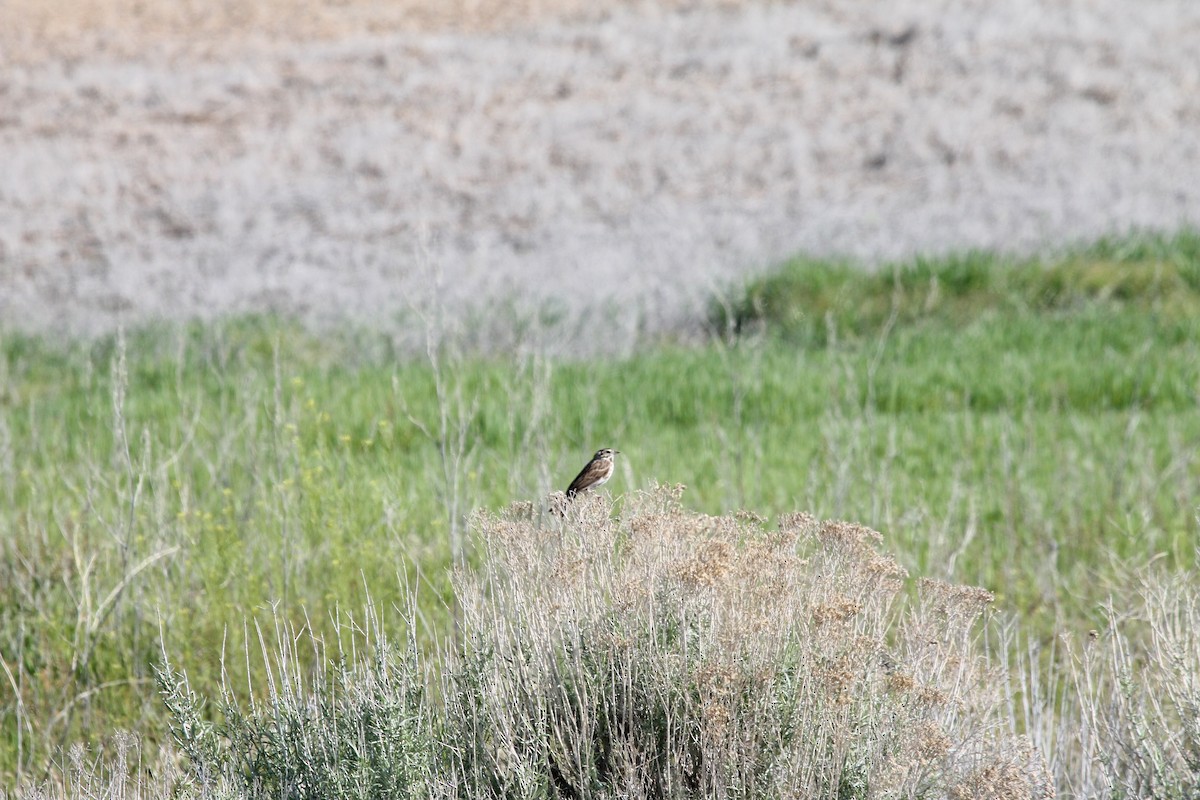 Savannah Sparrow - ML654918686