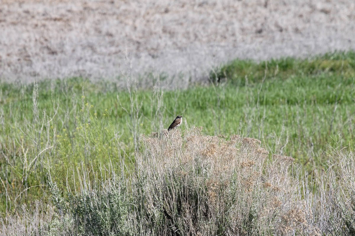 Savannah Sparrow - ML654918687
