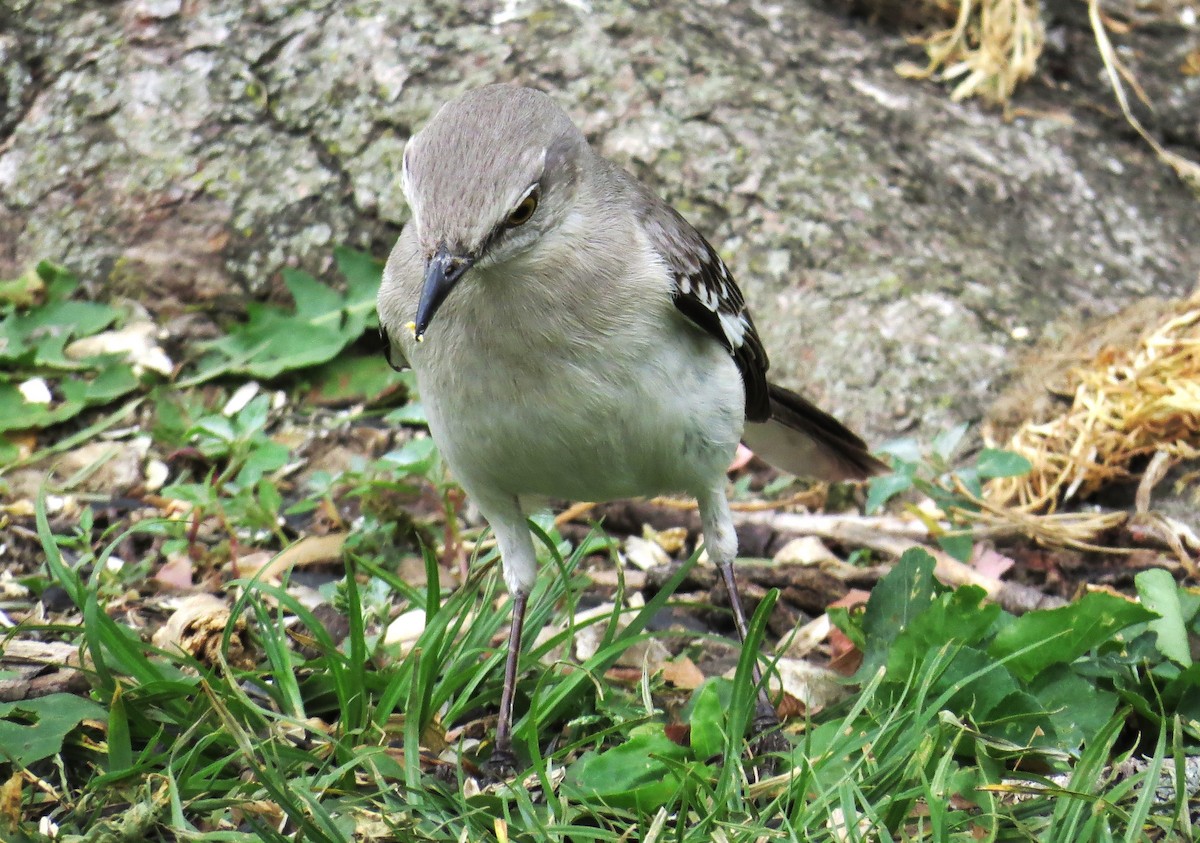 Sinsonte Norteño - ML654918731