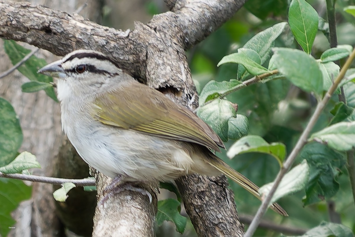 Tokuyo Serçesi - ML654918762