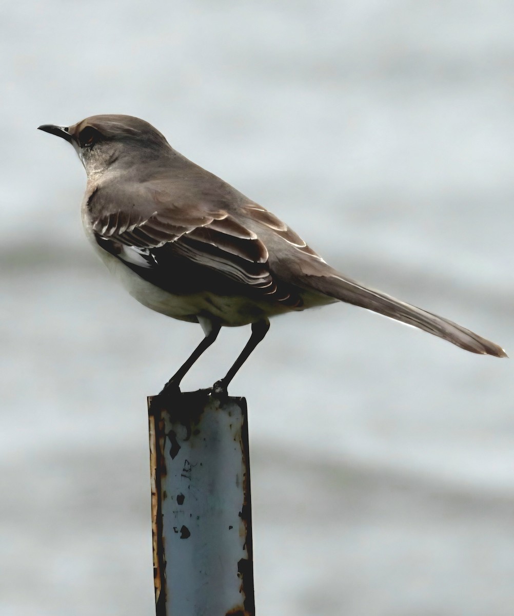 Sinsonte Norteño - ML654918792